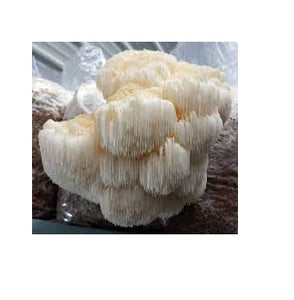 Unraveling the Many Health Benefits of Lion's Mane